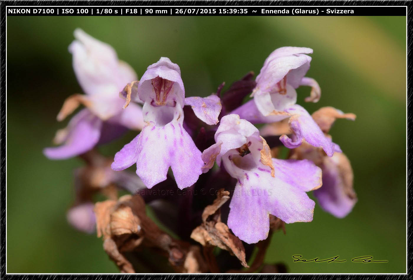 Svizzera - Dactylorhiza maculata subsp fuchsii